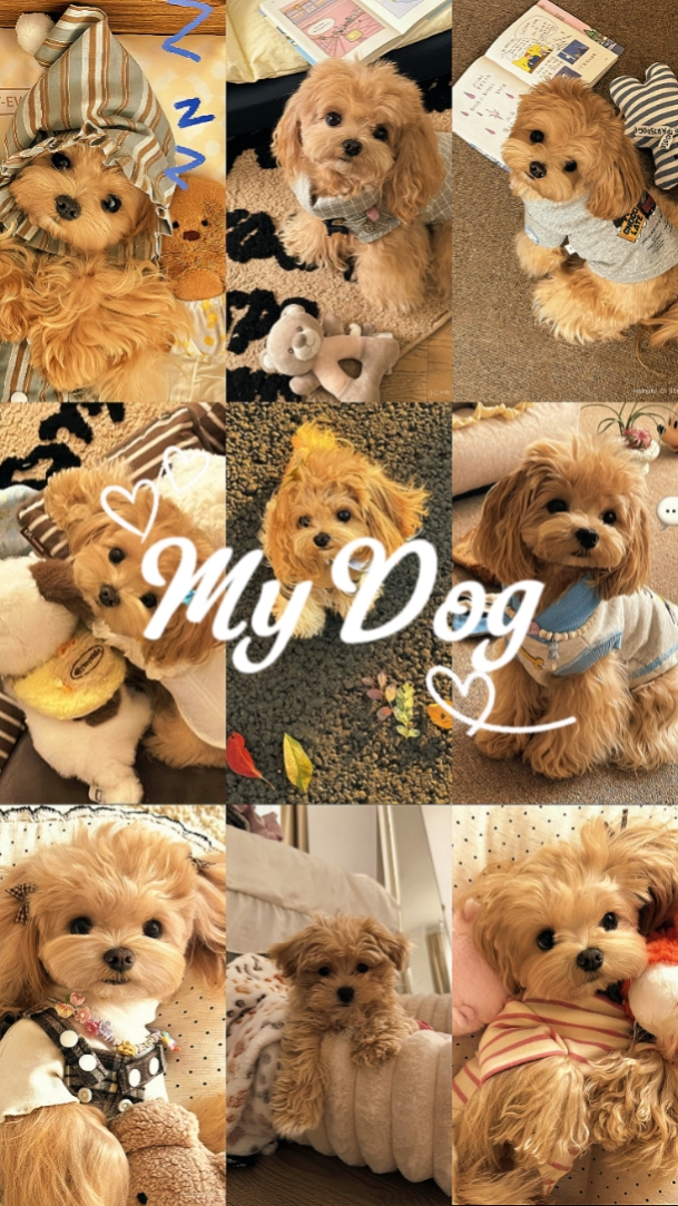 My Dog