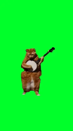 Cat dancing