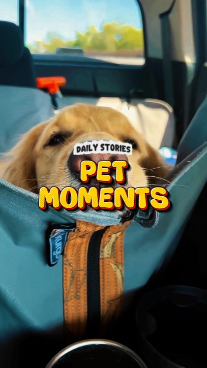Pet moments