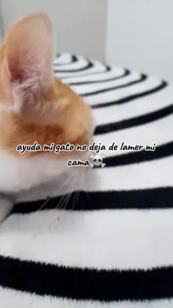 ayuda...