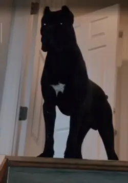There’s 2 dogs