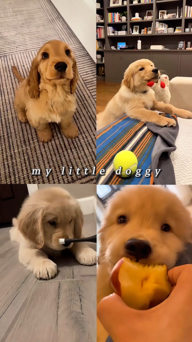 Mi perrito
