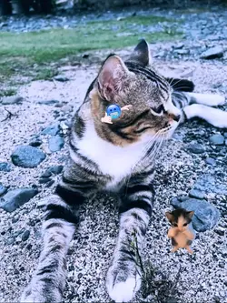 Kicau Mania