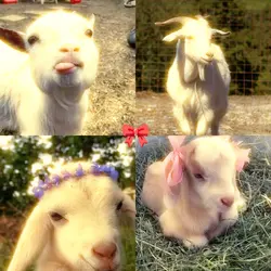 4 clips template 