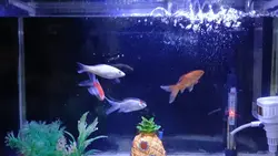 aquarium