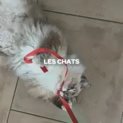 Les chats c’est cool