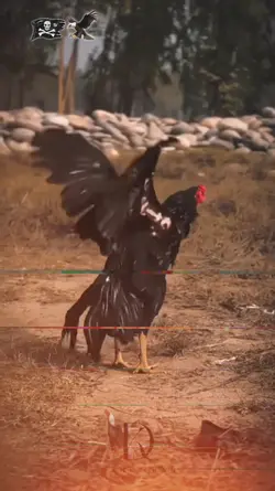 aseel murga trending