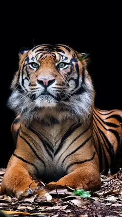 Tiger Power Edit 🔥