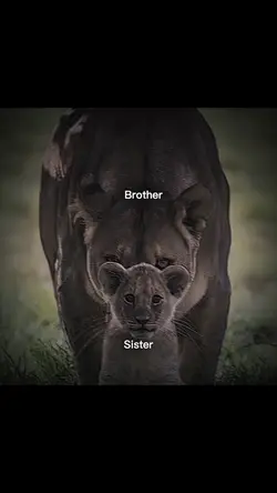 Brother Sister 