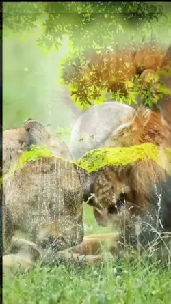 animaux sauvage
