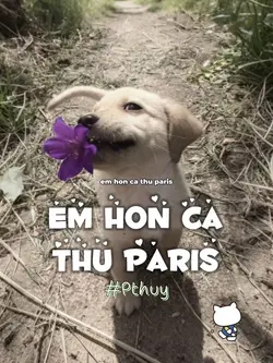 Tin đi yêu anh k sai