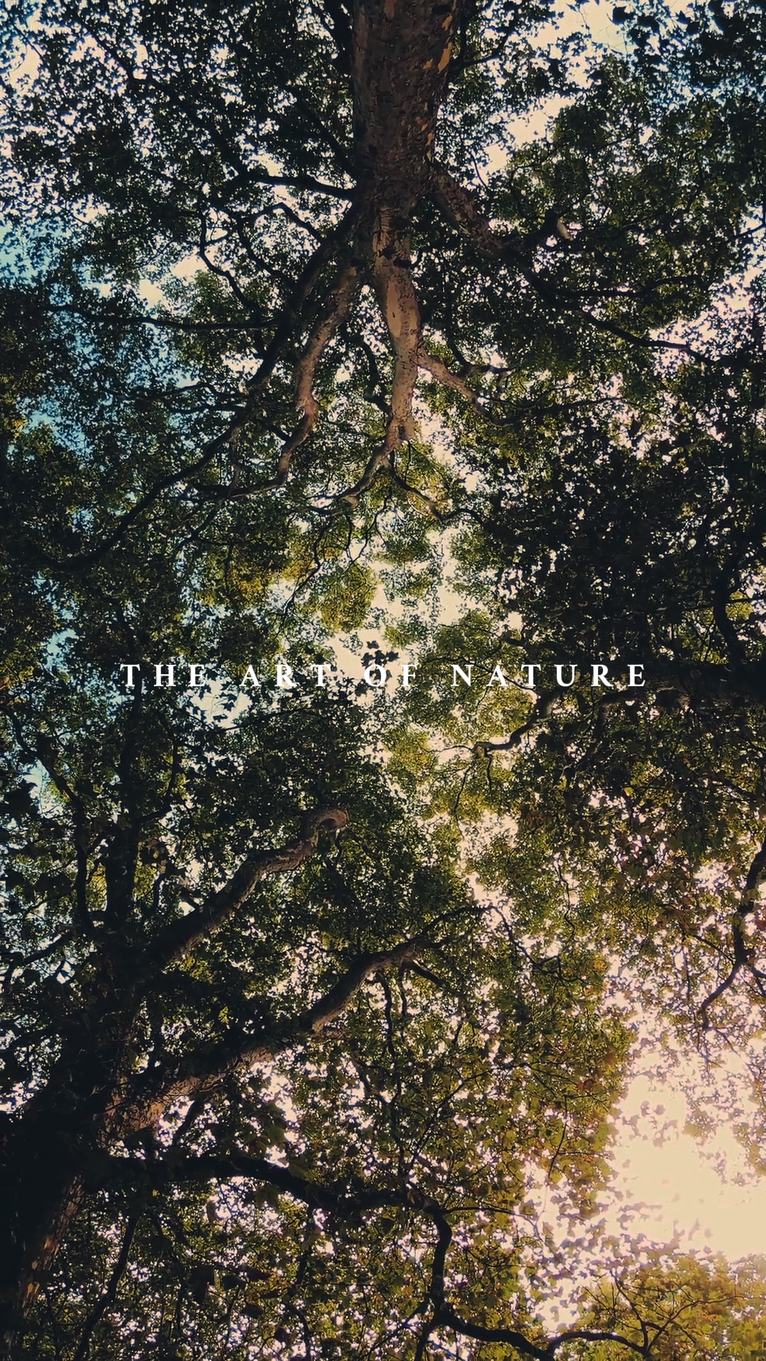 the art of nature