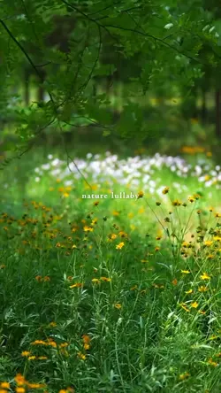 nature lullaby