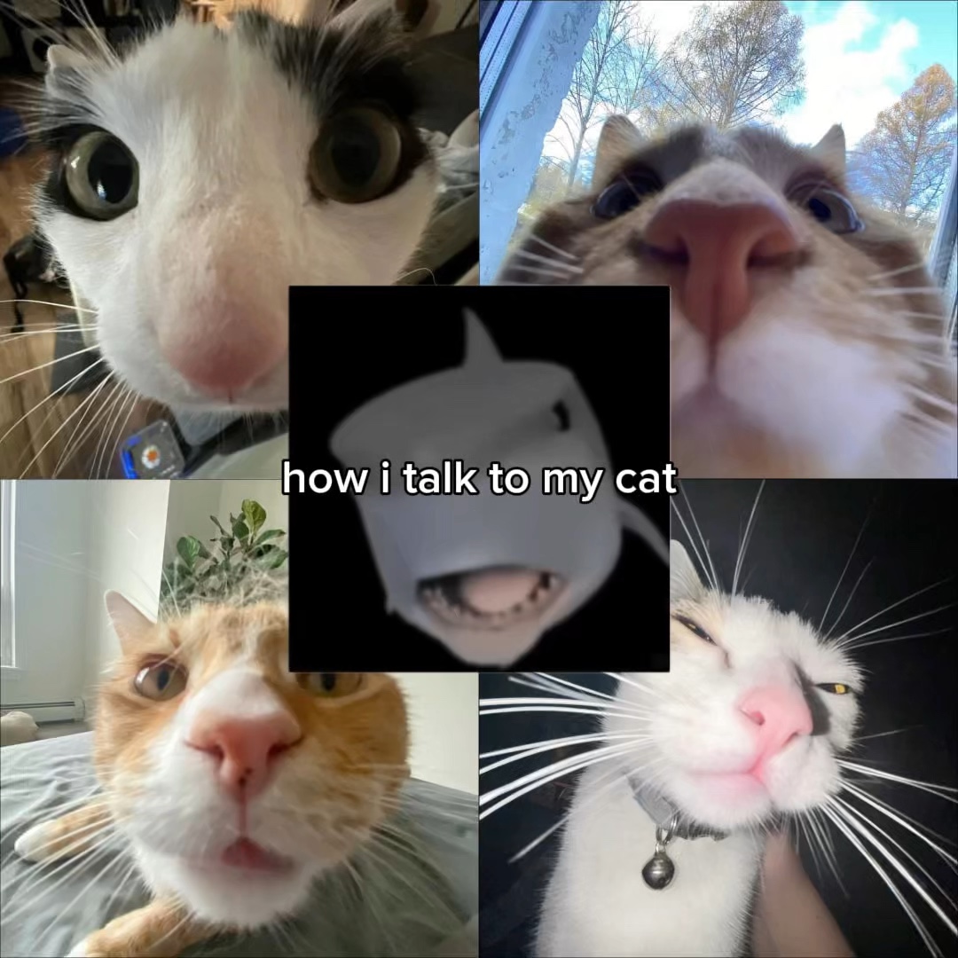 BAGAIMANA SAYA BERBICARA DENGAN KUCING SAYA