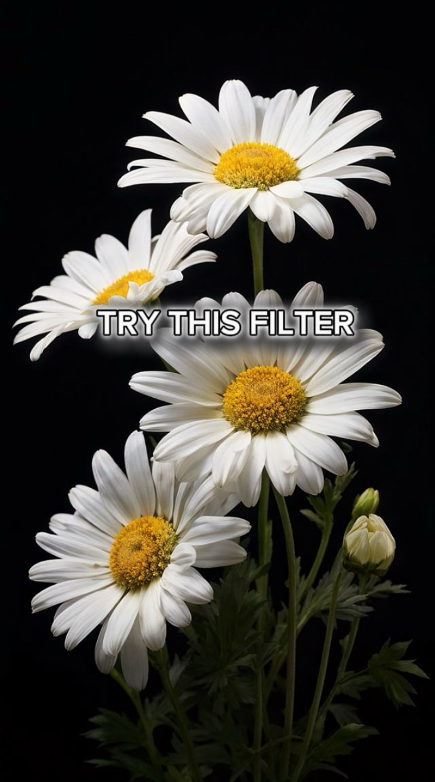 Filtro estético 