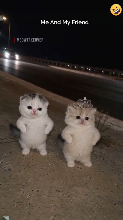 Tren kucing joget