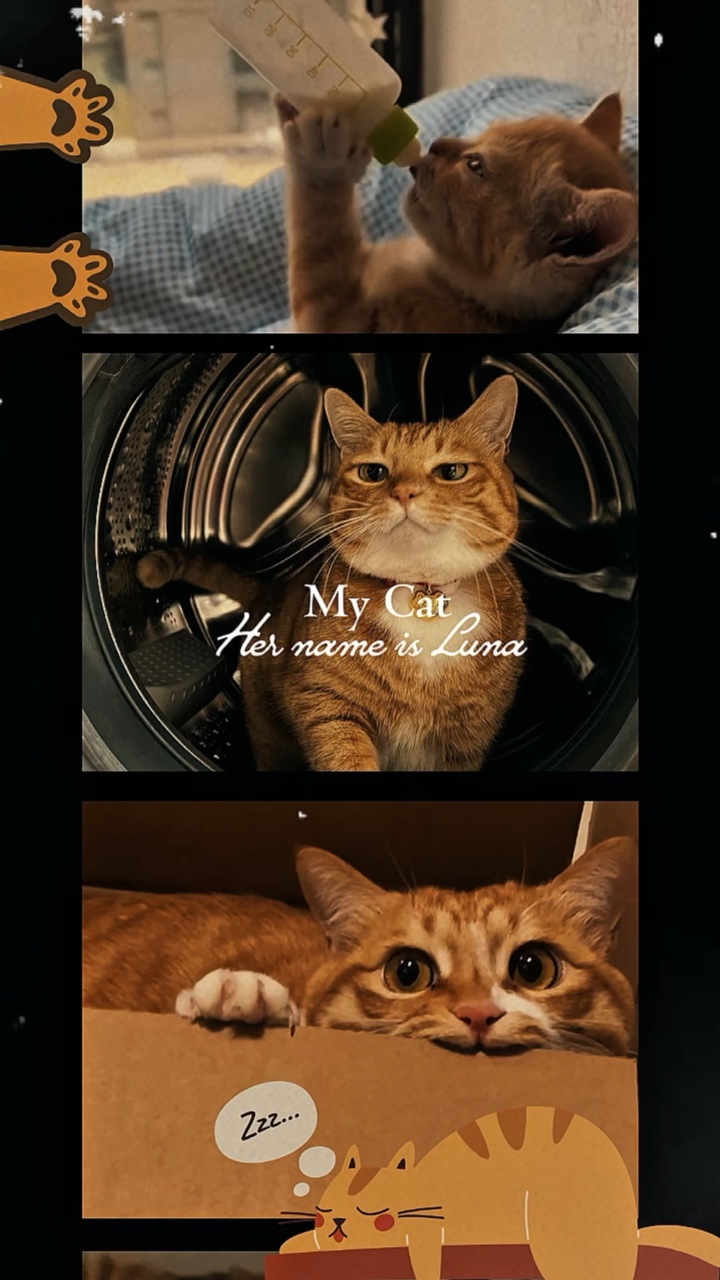 My cat - Cat day
