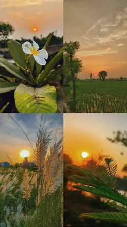 sunsets