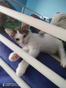 Mój kot / Me cat 