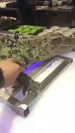 TREND SW BIKIN KAGET