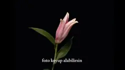 Açan çiçekler