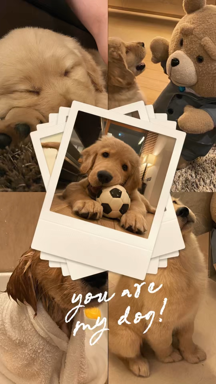 Momentos de perros