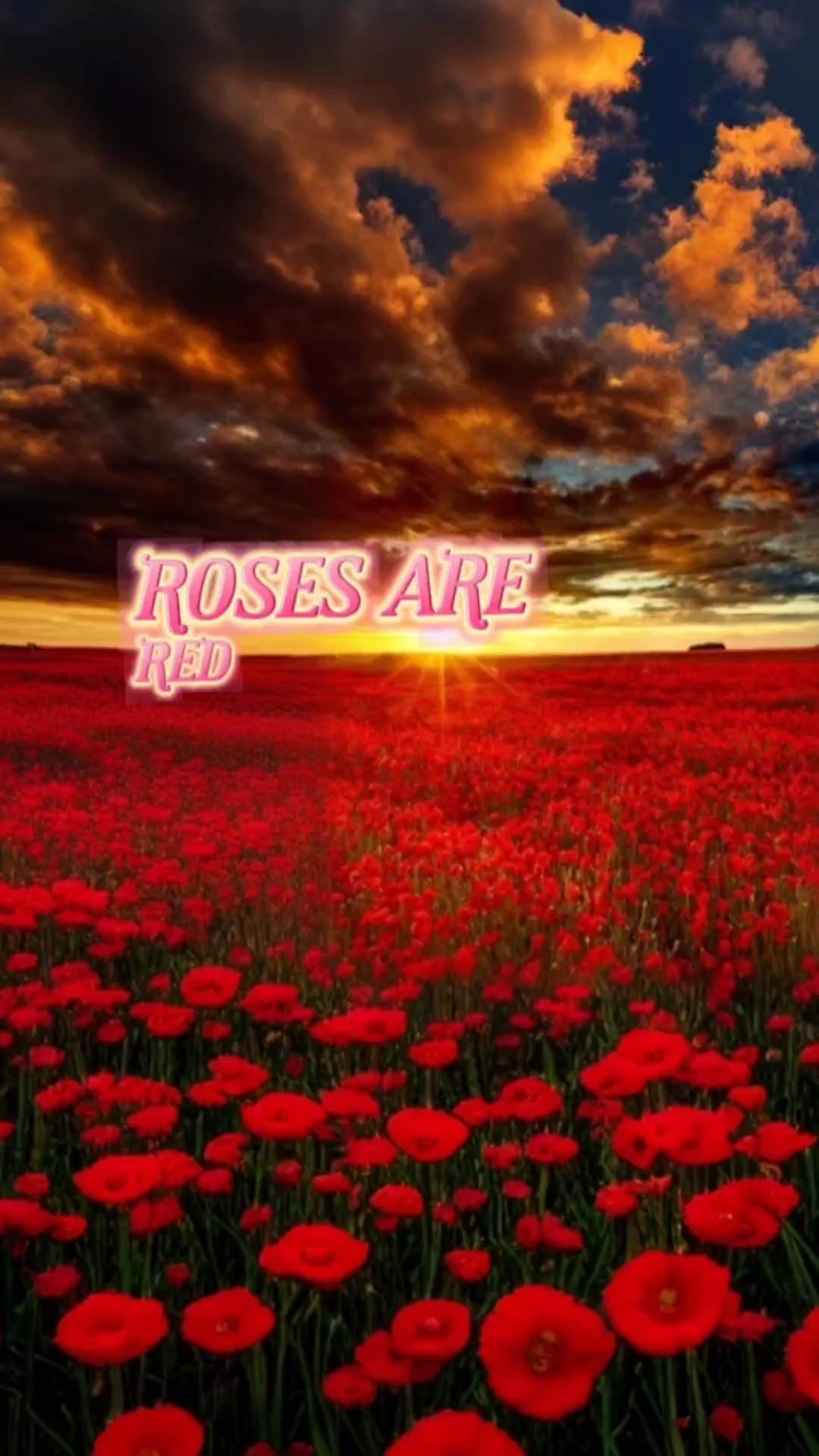 LES ROSES SONT ROUGES