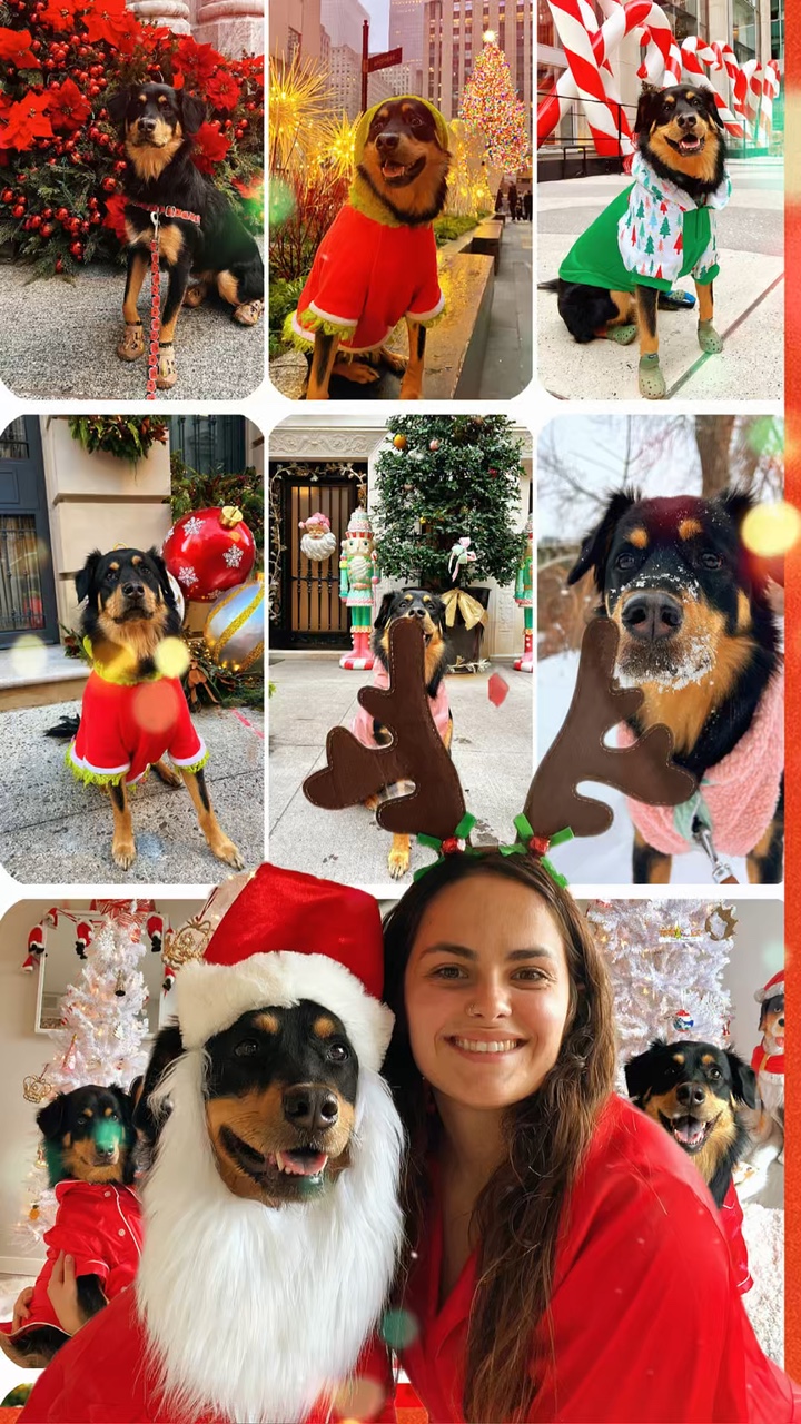 Frohe Weihnachten Hund