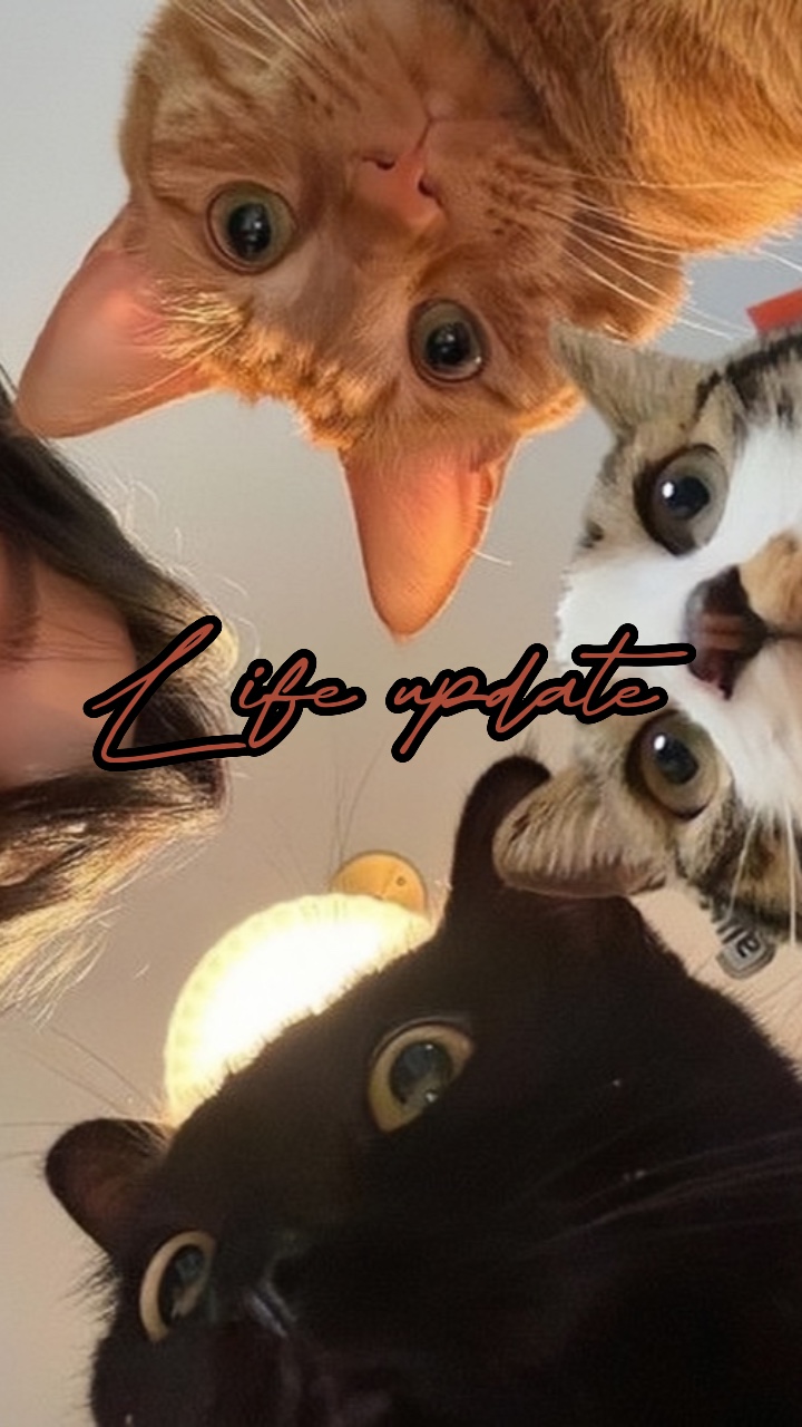 Le chat c'est la vie 