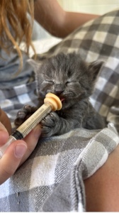 Bigger meow.