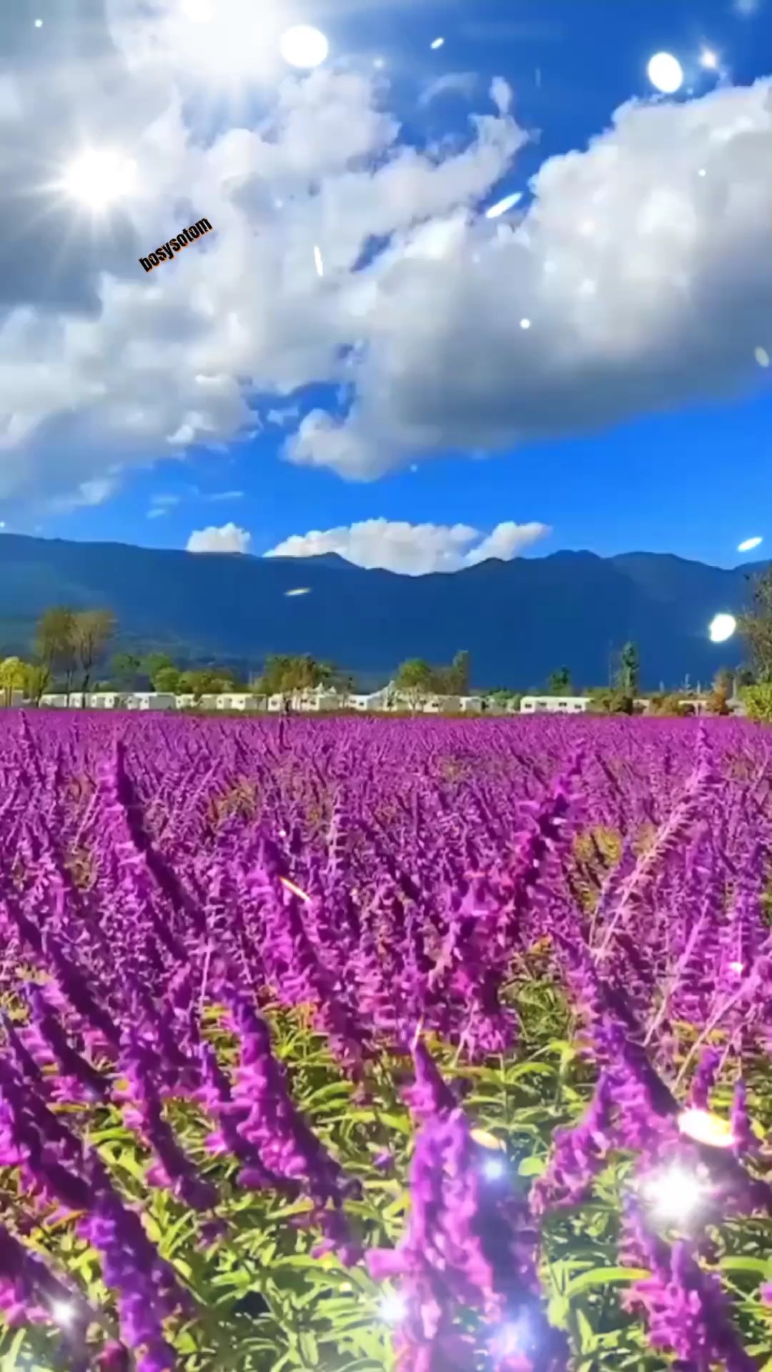 ស្នាមដំបៅចាស់