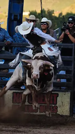 rodeio de boi