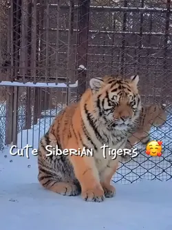 Cute Siberian tiger