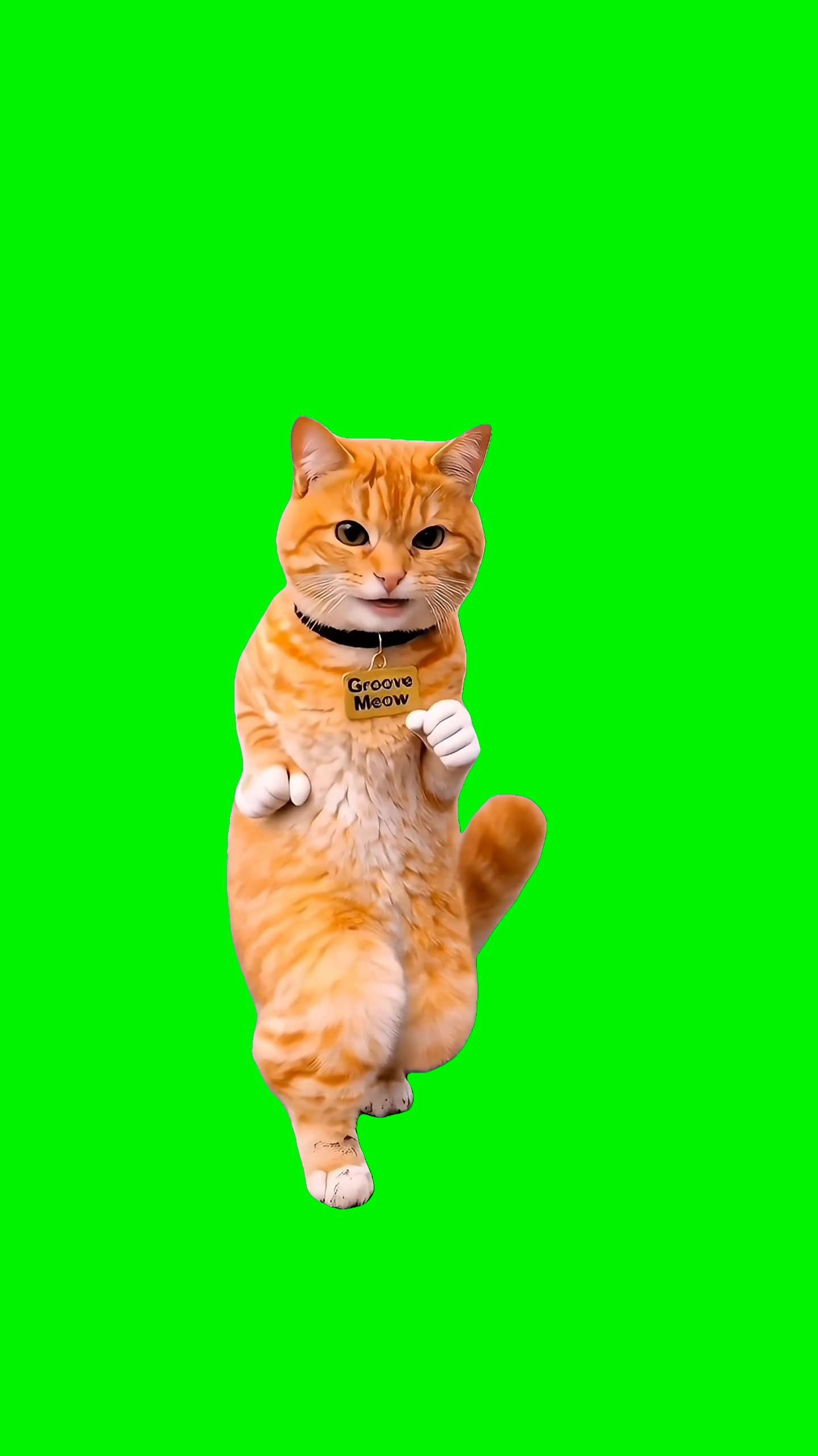 Gato Engraçado Dançando 