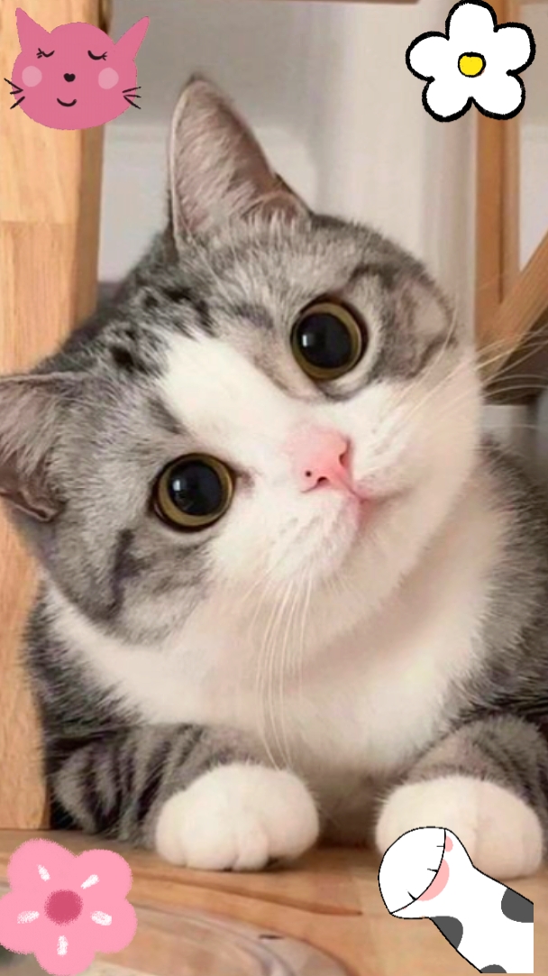 Cat Lovers 