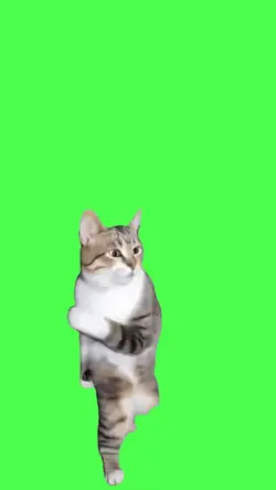 karate cat