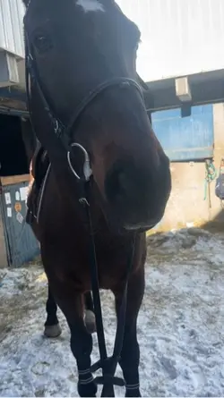 Chanmpionne de Franc