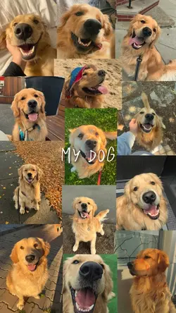 My dog