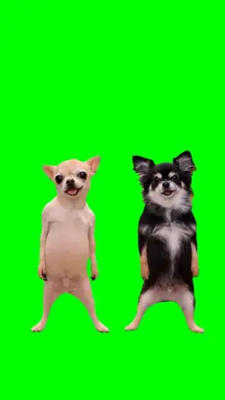 GENTLEMAN DOG DANCE