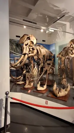 night at the museum