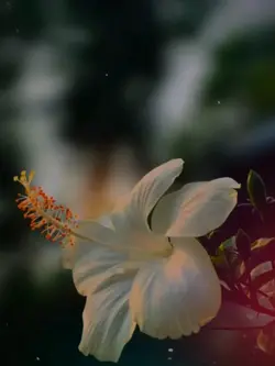 ইসলামিক ভিডিও 