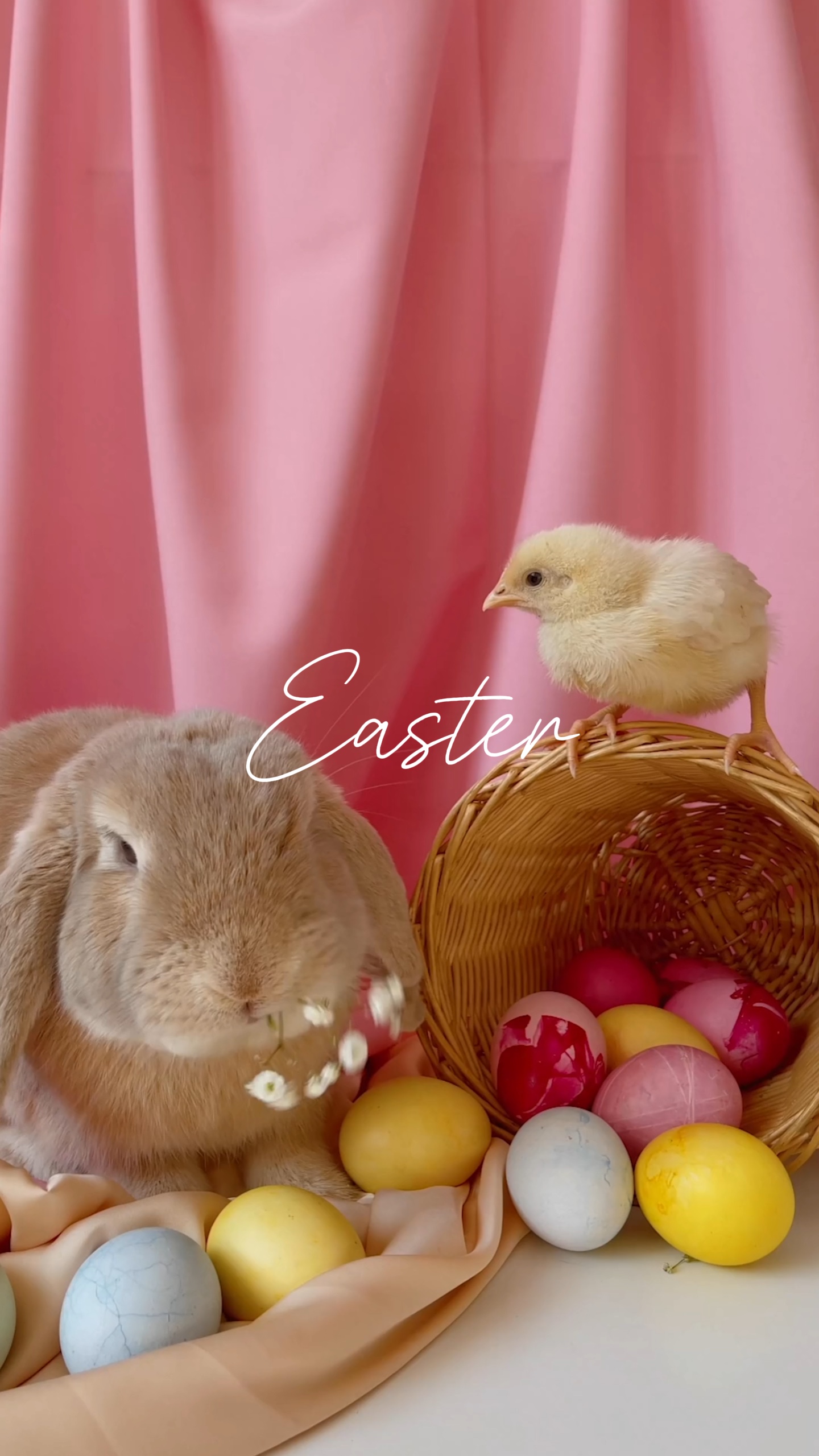 Pascua x
