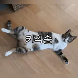 키작송