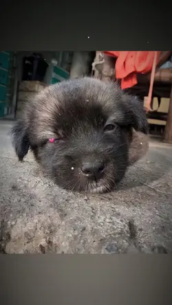 Trend chó nháy mắt