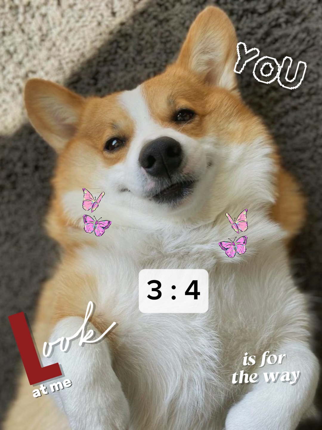 4 Fotos | Cachorro Fofo