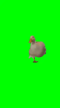 RUNNING DUCK