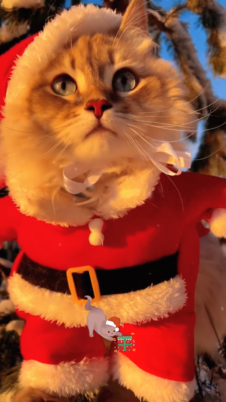 Cat Merry Christmas 