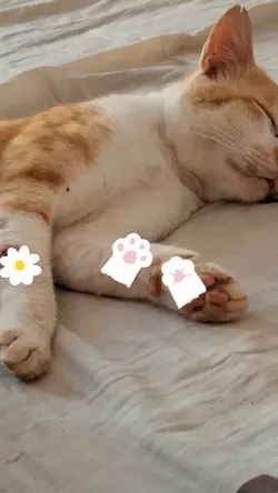 Suara kucing lucu