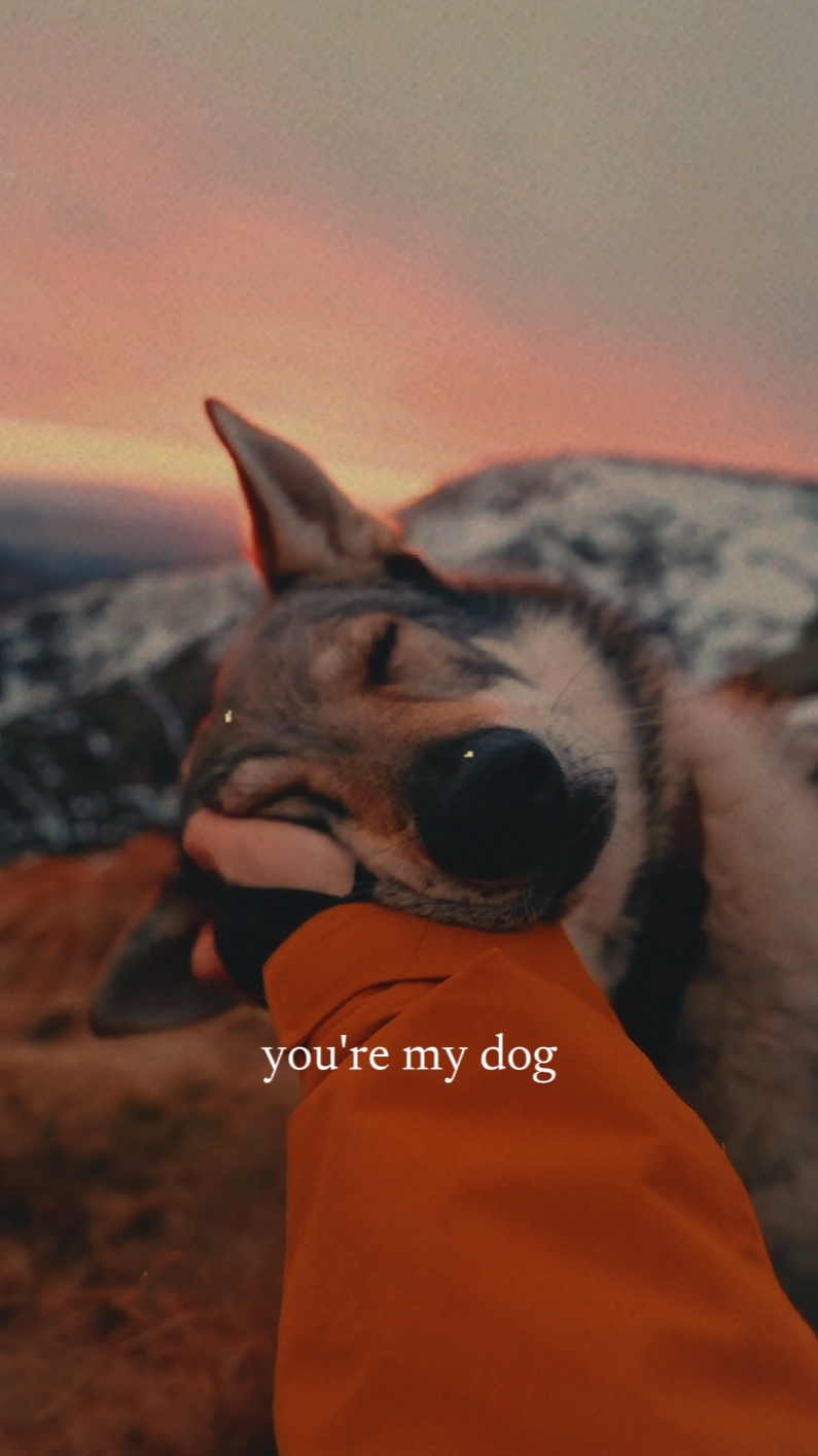 Du bist mein Hund 