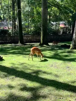 j’aime les animaux !